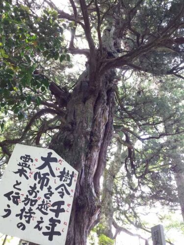 2016-04-29 10.12.50_樹齢千年を越え大師お加持の霊木と伝う