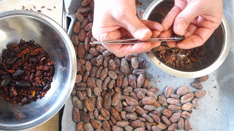 カカオ豆からチョコレートの作り方2_胚芽をピンセットでつまむ