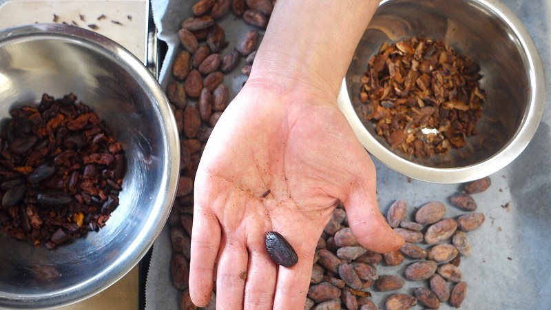 カカオ豆からチョコレートの作り方2_皮と胚芽をとったカカオ豆
