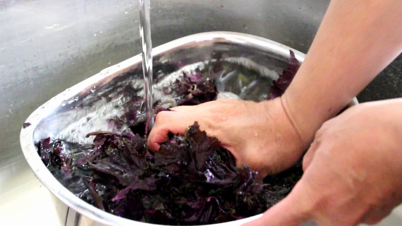 赤紫蘇レモンジュースの作り方2_紫蘇を洗う