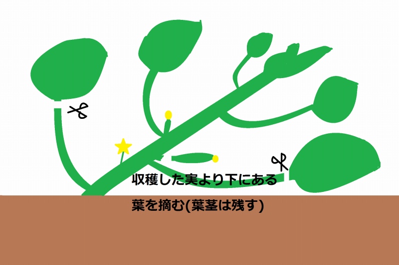 ズッキーニを育てる（２）45日目6_ズッキーニの葉を摘む