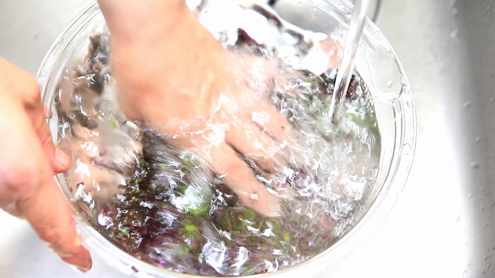 シソ昆布の作り方2-1_穂紫蘇を洗う